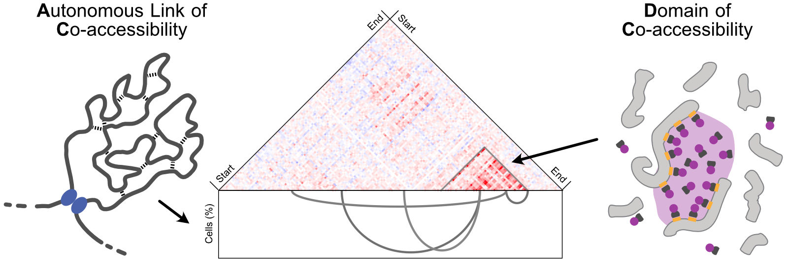The AC/DC model distinguishes Autonomous Links of Co-accessibility, which connect separated genomic sites, from Domains of Co-accessibility, which are contiguous regions of coordinated activity.